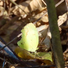 Abaeis mexicana