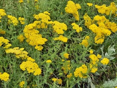 Achillea arabica