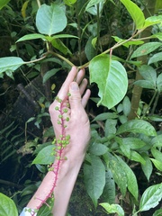 Phytolacca rivinoides