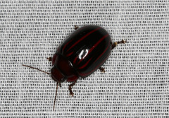 Paropsisterna semivittata