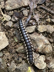 Nyssodesmus python