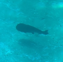 Siluriformes