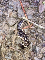 Nyssodesmus python