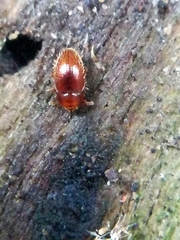 Mycetaea subterranea