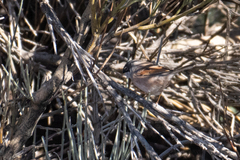 Curruca conspicillata