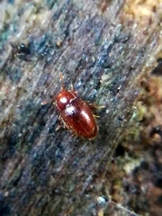 Mycetaea subterranea