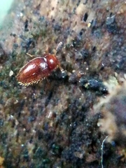 Mycetaea subterranea