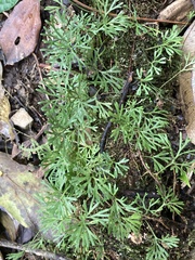 Elaphoglossum peltatum