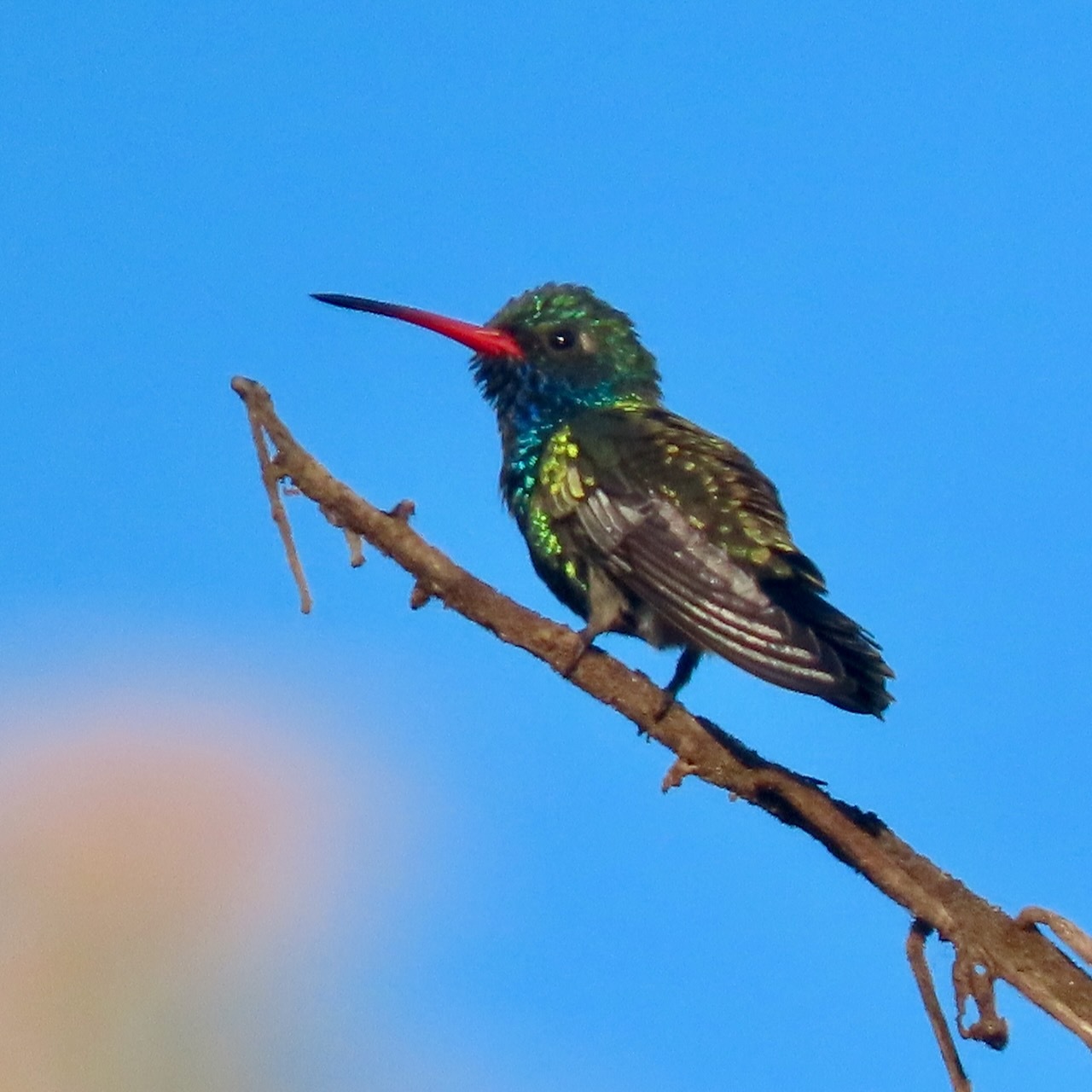 Trochilidae