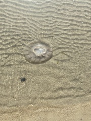 Rhopilema verrilli