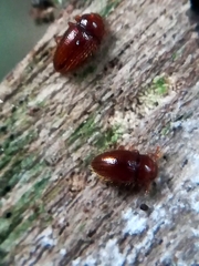 Mycetaea subterranea