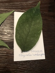Magnolia acuminata