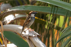 Passer hispaniolensis