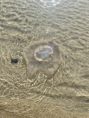 Rhopilema verrilli