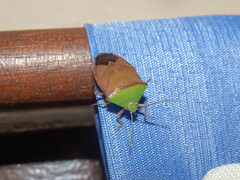 Hypoxys triangularis