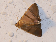 Eulepidotis juncida
