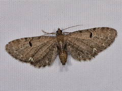 Eupithecia assimilata