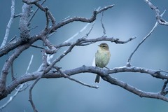 Phylloscopus canariensis