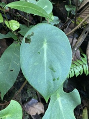 Peperomia hernandiifolia