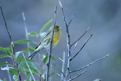 Serinus canaria