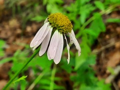 Tanacetum corymbosum