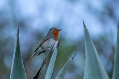 Erithacus rubecula superbus
