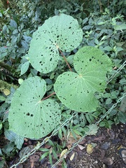 Piper umbellatum