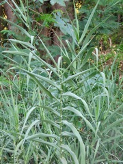 Arundo