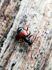 Rybaxis longicornis