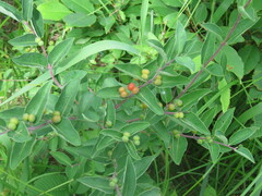 Lonicera