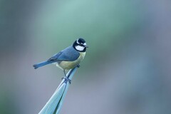 Cyanistes teneriffae teneriffae
