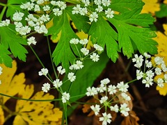 Physospermum cornubiense