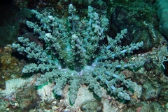 Actinodendron alcyonoideum