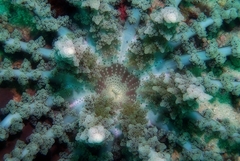 Actinodendron alcyonoideum