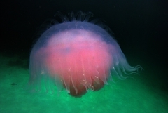 Lobonemidae
