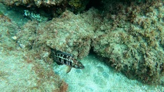 Serranus atricauda