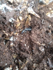 Plethodon mississippi