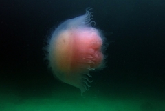 Lobonemidae