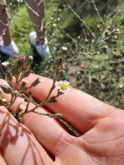 Symphyotrichum subulatum squamatum