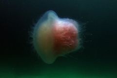 Lobonemidae