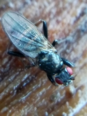 Limosininae