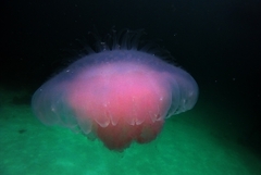 Lobonemidae
