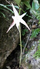 Angraecum sesquipedale