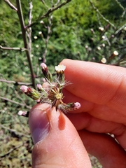 Symphyotrichum subulatum squamatum