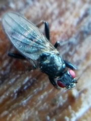 Limosininae