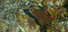 Gymnothorax miliaris