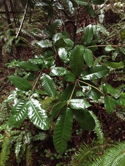 Notholithocarpus densiflorus densiflorus