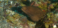 Gymnothorax miliaris