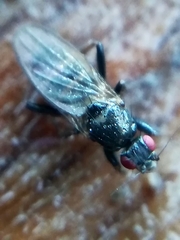 Limosininae