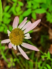 Tanacetum corymbosum